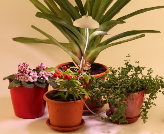 Светильник для растений ЭРА FITO-12W-FLED штыковой полного спектра 12 Вт Б0039068 